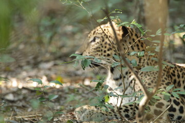 Sri Lankan Leopard in the Wild, Sri Lanka 