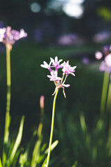 Tulbaghia violacea
