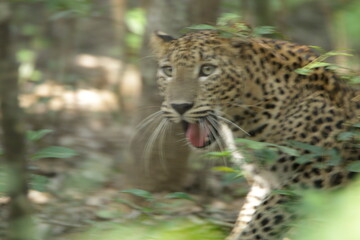 Sri Lankan Leopard in the Wild, Sri Lanka 