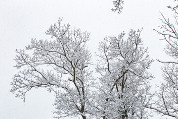 tree in snow