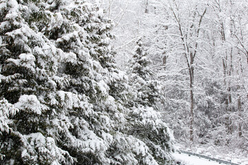 snow covered trees