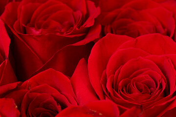 macro image of red rose heads, colorful flower petals