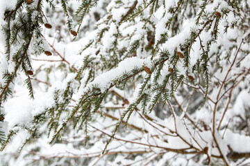 snow covered branches of tree