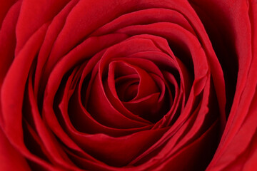 macro image of red rose heads, colorful flower petals