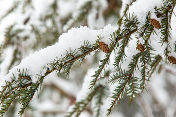 snow covered pine needles