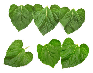 Set leaf sunflower isolated on white background. Flat lay, top view