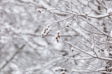 snow covered branches