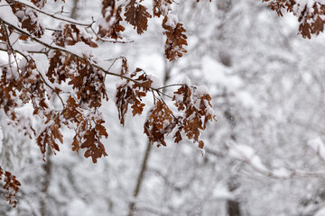 snow covered tree