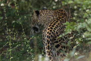 Sri Lankan Leopard in the Wild, Sri Lanka 