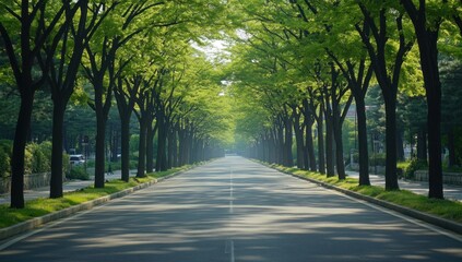 Serene Tree-Lined Avenue: A Tranquil Summer Morning