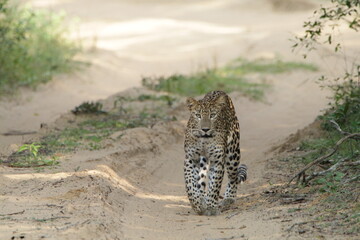 Sri Lankan Leopard in the Wild, Sri Lanka 