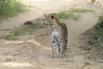 Sri Lankan Leopard in the Wild, Sri Lanka 