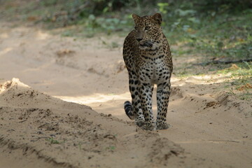Sri Lankan Leopard in the Wild, Sri Lanka 