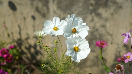 white cosmos flower