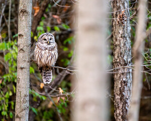 barred owl