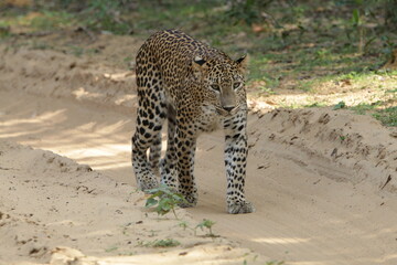 Sri Lankan Leopard in the Wild, Sri Lanka 