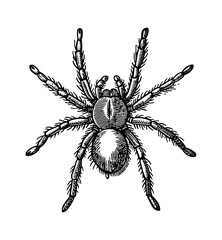 spider tarantula engraving black and white outline