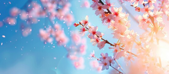 Obraz premium Floral Bloom Under Clear Blue Sky