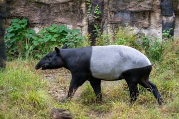 マレーバクの歩く姿