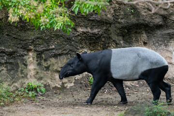 マレーバクの歩く姿