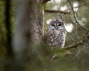 owl portrait in tree