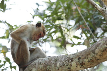 Toque macaque in the Wild, Sri Lanka 