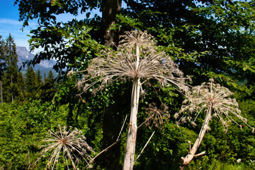 Giant hogweed along a walking path below the Eagle's Nest on a spring day in Bavaria, Germany.