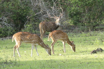 Spotted Dear in the Wild, Sri Lanka 