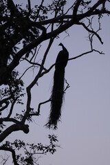 Sri Lankan Birds in the Wild, Sri Lanka 
