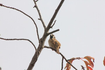 生命力あふれるスズメ