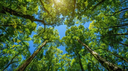 Lush green forest canopy under a clear blue sky