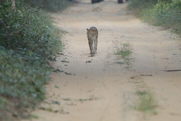 Sri Lankan Leopard in the wild, Sri lanka 