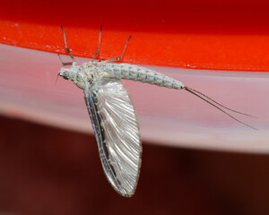 Small minnow mayfly hanging upside-down.