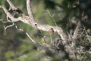 Sri Lankan Birds in the Wild, Sri Lanka 