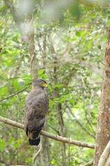 Sri Lankan Birds in the Wild, Sri Lanka 