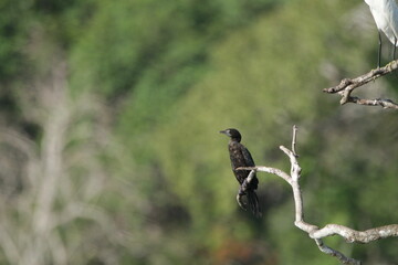 Sri Lankan Birds in the Wild, Sri Lanka 
