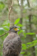 Sri Lankan Birds in the Wild, Sri Lanka 