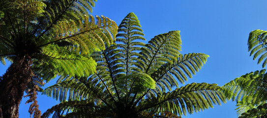Fern trees growing in New Zealand