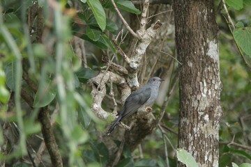 Fototapeta premium Sri Lankan Birds in the Wild, Sri Lanka 