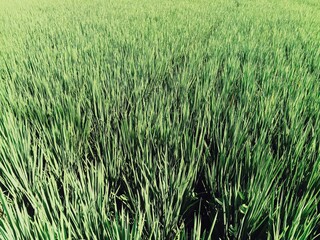 green paddy field