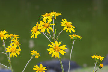 都心散歩　晩秋夕暮れの浜離宮
