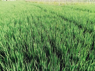 green paddy field