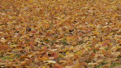 日本の美しい紅葉（岡山県立森林公園）12