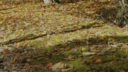 日本の美しい紅葉（岡山県立森林公園）14