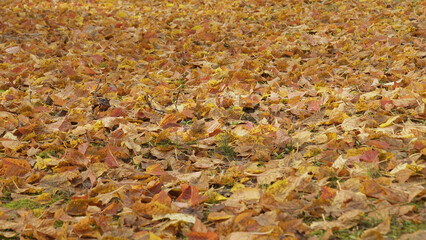 日本の美しい紅葉（岡山県立森林公園）13