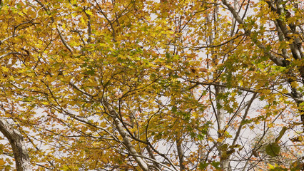 日本の美しい紅葉（岡山県立森林公園）11