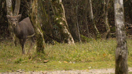 日本の美しい森（岡山県立森林公園）07
