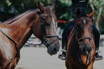 A close-up image showcasing two majestic horses standing side by side during an outdoor equestrian event, capturing their elegance and strength under the natural sunlight.
