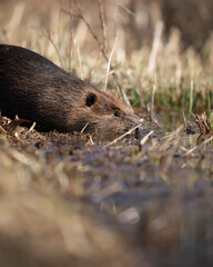 Beaver