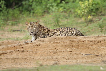 Sri Lankan Leopards in Wilpattu National Park, Sri Lanka 